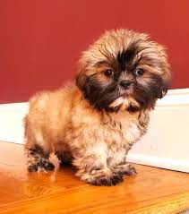 Shih tzu puppies for sale in the westchester, new york, long island and nyc area. Family Shitzu Beautiful Shitzu Puppies