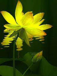 Pin By Simla Dawn On Gif Flores Y Rosas Flower Images Flowers Gif Plant Leaves