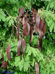 Image result for Acacia goetzei