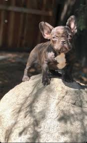 Wunya french bulldogs is situated on the lovely south coast of nsw, we are a small kennel that promotes ethical breeding. King Frenchies Ask Frankie Breeder Directory