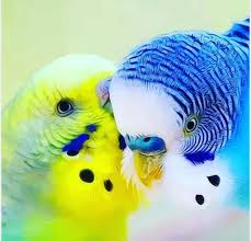 Pin De Gonul Karakose En Fenerbahce Pajaros Australianos Aves De Compania Pajaros