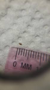 Given these were in the carpet, i'd think they were beetles. Carpet Beetle Casing It S Not Hairy Like The Pictures Found On Google Bedbugs