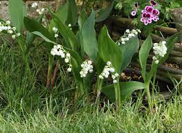 Je cultive mon muguet lc video. Fiche De Culture Et D Entretien Le Muguet