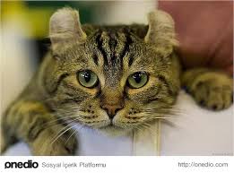 En Cok Ilgi Goren 21 Kedi Turu Ve Ozellikleri Kedi Hayvanlar Ve Cocukluk