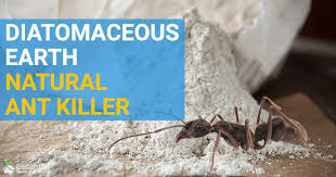 There are more natural ways to kill ants than chemical ways. How To Use Diatomaceous Earth To Kill Ants A Non Toxic Organic Ant Killer