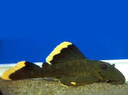 Akvaryum çeşidine en uygun balık cinslerini tercih ederek balıklarınız ile huzurlu bir şekilde arkadaşlık edebilirsiniz. Akvaryum Tutkusu Publicaciones Facebook