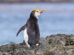 Image result for Rhipidoglossum eggelingii