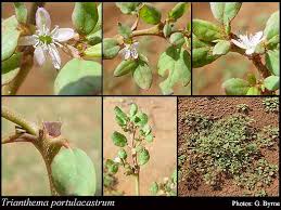 Image result for Trianthema portulacastrum