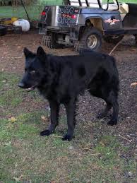 The long hair coat type on a dutch shepherd gives these dogs a softer, fancier appearance. General Shepherd Dog Quotes Quotesgram