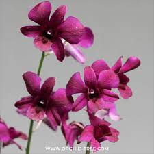 Pin On Orchid Tree New Collections