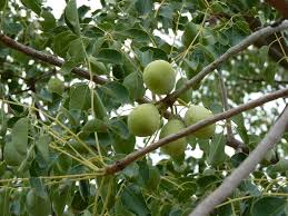 Image result for Sclerocarya birrea