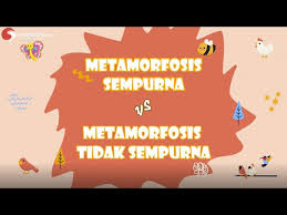 Ciri metamorfosis sempurna dan metamorfosis tidak sempurna. Ciri Ciri Metamorfosis Sempurna Dan Tidak Sempurna