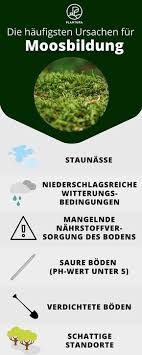 moosbildung entfernen plantura experten gesehen zeigen nicht infos kommt rasen tipps mehr mo moos im rasen entfernen rasen entfernen moos im rasen