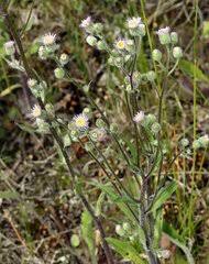 Image result for Monactinocephalus paniculatus