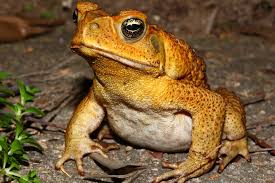 Earlier this spring, i spotted a hole in the soil in one of my raised beds while walking the garden. What Do I Do If My Yard Gets Overrun With Cane Toads Home Stratosphere
