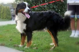 There are 7 females and. New Akc Puppies Puppies Dogs Bernese Mountain Dog