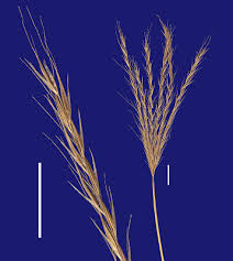 Image result for Enteropogon prieurii