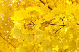 You'll read about the causes of yellow hibiscus plant leaves and how to care for your hibiscus plant here. Free Photo Yellow Leaves Autumn Leaves Nature Free Download Jooinn