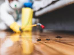 Look for tips for getting rid of the bugs that are bugging you. Orkin Review 2021 This Old House
