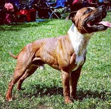 Maybe you would like to learn more about one of these? Still Loving Those Fit Show Dogs Staffordshire Bull Terrier Staffy Dog Staffordshire Bull Terrier Bully Dog