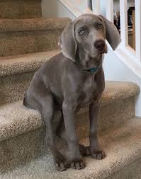 Home to the 2007 & 2008 #1 wirehaired vizsla. Wenn Ich Mich Nicht Schon In Die Magyar Viszla Verliebt Hatte Wie Mein Favorit Es Tut I Like Die Favorit Ha Weimaraner Puppies Weimaraner Dogs