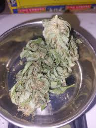 Homegrown dawg i am proud of this... the leaves are