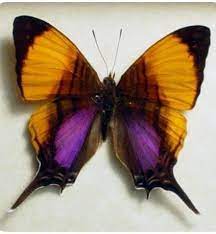 Pin De Paula Eckerty En Mariposas Mariposas De Colores Imagenes De Mariposas Fotos De Mariposas