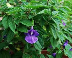 Image result for Tinnea