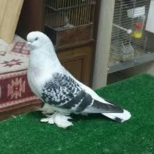 Blt Blt Adli Kullanicinin Guvercin Pidgeon Panosundaki Pin Evcil Hayvanlar Hayvanlar Vahsi Yasam