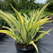 Image result for Furcraea