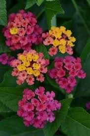 Image result for Lantana rugosa