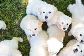 Dew claws have been removed. White Golden Retriever Puppies Indiana Goldens Indiana Goldens
