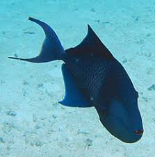 Some other common names include blue triggerfish, redfang triggerfish, redtoothed filefish, and niger triggerfish. Redtoothed Triggerfish Wikiwand