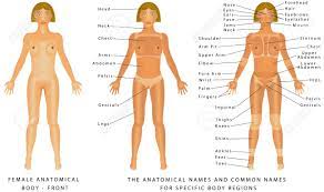 Check spelling or type a new query. Female Body Front Surface Anatomy Human Body Shapes Anterior View Parts Of Human Body General Anatomy The Anatomical Names And Corresponding Common Names Are Indicated For Specific Body Regions Royalty Free