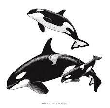 pin on killer whale daze