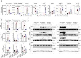 Image result for White 1995 AAV