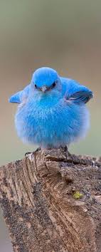 Blue Birds You Can Have As Pets Mountain Bluebirds Pet Birds Beautiful Birds Cute Animals