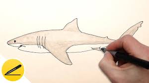 How to draw a shark easy. How To Draw A Shark Step By Step Easy For Beginners Youtube