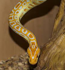 Burmese Python Stunning Pattern Color Snake Pet Snake Snake Lovers