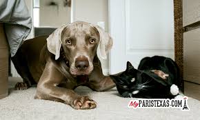 Visiting is by appointment only. Animal Protection League To Provide Low Cost Vaccinations Spay Neuter Myparistexas