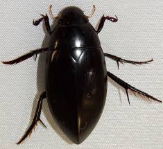 I'm having a bit of trouble figuring out which family it belongs in. Giant Water Scavenger Beetle