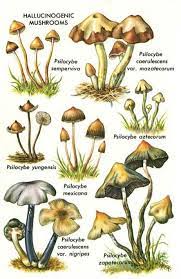 Mushroom Diagram In 2021
