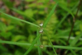 Image result for Cordylostigma virgatum