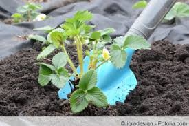 Beste pflanzzeit für erdbeeren im beet ist von mitte juli bis mitte august. Wann Und In Welche Erde Pflanzt Man Erdbeerpflanzen Gartenlexikon De