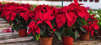 Dónde colocar la poinsettia o planta de Navidad, según lo que quiere atraer  a su hogar?
