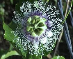 The list of fruits is made after good research. à¤­ à¤°à¤¤ à¤® à¤• à¤· à¤£ à¤«à¤² à¤¯ à¤¨ à¤ª à¤¶à¤¨ à¤« à¤° à¤Ÿ à¤• à¤– à¤¤ à¤• à¤¤à¤•à¤¨ à¤• Krishisewa