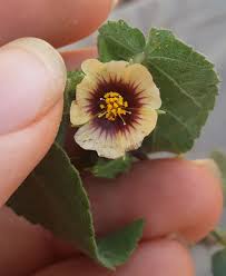 Image result for Sida urens