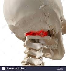 In atlas' wirbel erforscht die lose combo, wie das philosophische verfahren des „mapping für eine performative kritik von sozialen und politischen vorgängen eingesetzt werden kann. Arthritis In Den Atlas Wirbel Illustration Stockfotografie Alamy