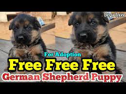 Free German Shepherd Puppy For Adoption Free Free Free Gsd Puppy Dogs Lover Youtube