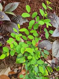 Image result for Phyllanthus engleri